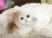 Pedigree persian kittens, white and chinchilla, goldenchinchilla