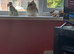 Rehome Mia under a Yr old