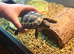Tortoise with enclosure set up