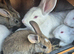 New Zealand and Flemish Bunny's