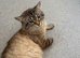 x1 Adult Male Indoor Cat for Rehoming
