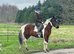 14hh 16yo Skewbald trotter x gelding