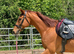16.2hhs chesnut gelding