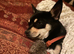 Black & Tan chihuahua Pup