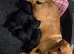 Labradoodle puppies