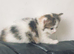 Norwegian forest mix