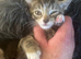 Cute Kittens