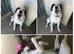 Urgent rehoming - LUKE