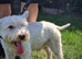 West Highland Terrier Stud Available