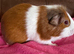 Guinea pig boar patch Tri colour