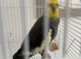 Male cockatiel