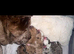 Chow Chow - Pug