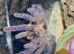 Adult Female Y Diversipes