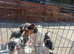 Jack Russell puppies