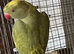 Male ring Neck DNA