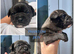 Frenchyx American bully