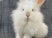 Angora mini lion lop mixed breed