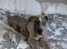 Cane Corso
