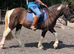 13.3hh Cob x American Paint
