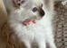 Stunning gccf chocolate ragdoll girl