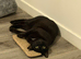 Rehoming 7 year old