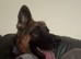 10 months old German shepherd willow