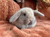 Mini lop babies