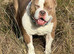 American bulldog