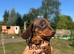 Miniature dachshund puppies