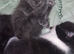 Kittens for sale