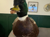 Call ducks