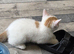 Ginger and white kittens