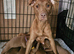 Patterdale terrier pups for sale ready to leave now