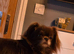 6 year old Female Pekingese X