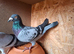 Stock racing pigeons