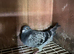 Racing Pigeons for sale