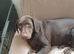 Kc registered chocolate girl