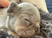 Gorgeous Kc Reg Tiny Boy