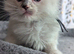 4 delightful ragdoll kittens looking for their families