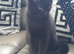 Lovely black kitten for sale