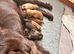 Working Cocker Spaniel Puppies – 2 Boys From litter of 6 Available