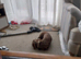 for sale 4+ year old dacshund