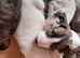 Bullterrier pups