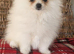 Beautiful pomeranian puppies