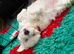 Home-Raised F1 Maltipoo Puppy – ready Now