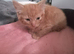 Ginger female kitten