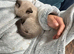 Siamese x ragdoll