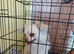White male chihuahua carries blue +chocolate