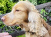 ADULT COCKER SPANIEL