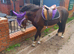!12hh show/family pony!